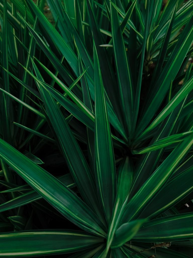 Detailed view of lush green spiky yucca plant leaves in natural lighting, showcasing texture and form.